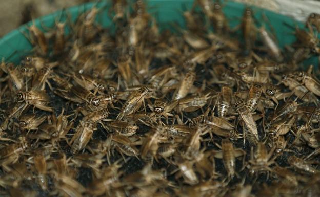 Grillos cocinados, en un mercado tailandés. / EFE