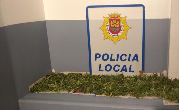 Imagen de la droga inacuatada en Haro. /ayuntamiento de haro