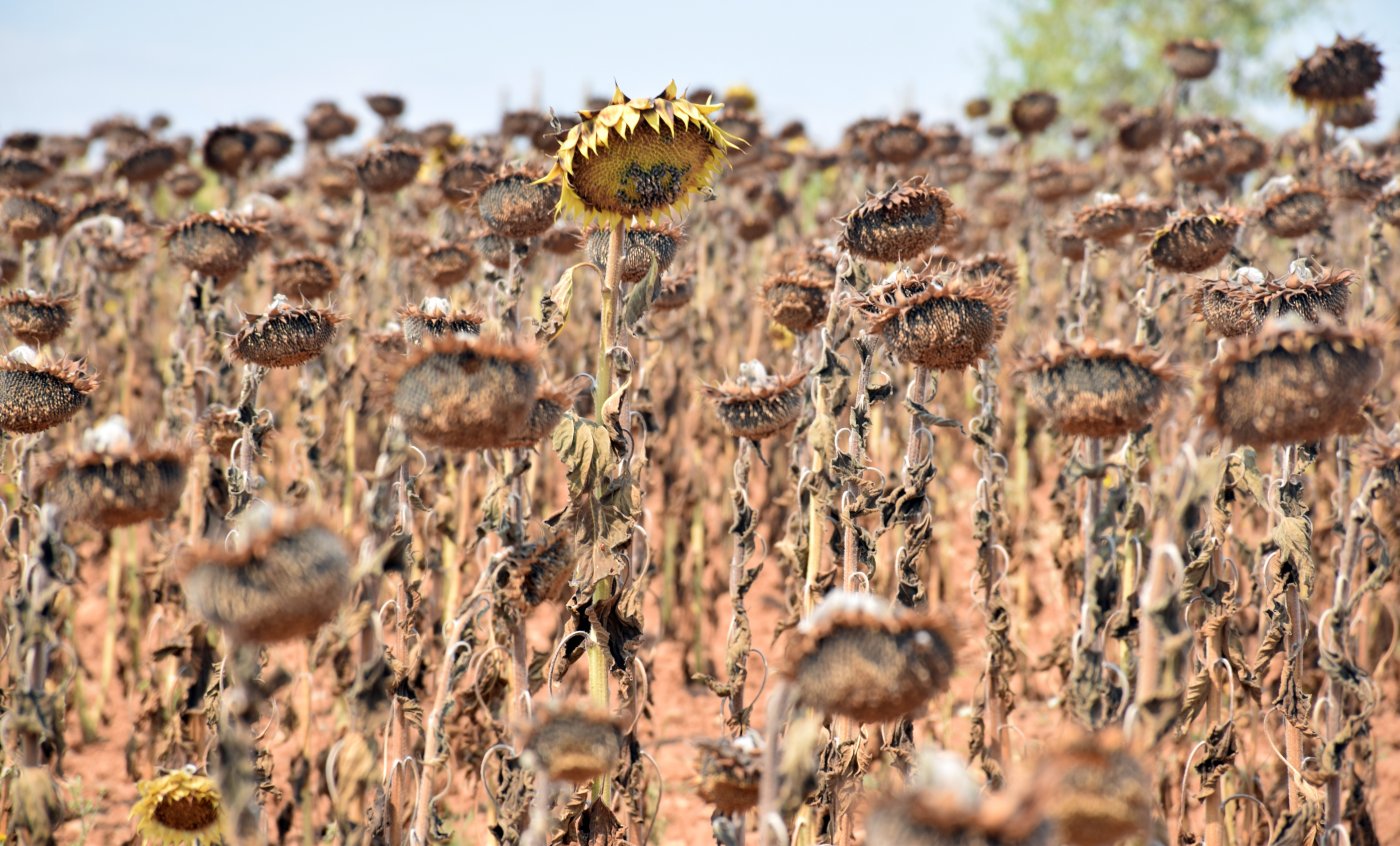 Campo de cultivo de girasoles en Villamediana de Iregua, el pasado mes de agosto, con la mayoría de las plantas secas. / MIGUEL HERREROS