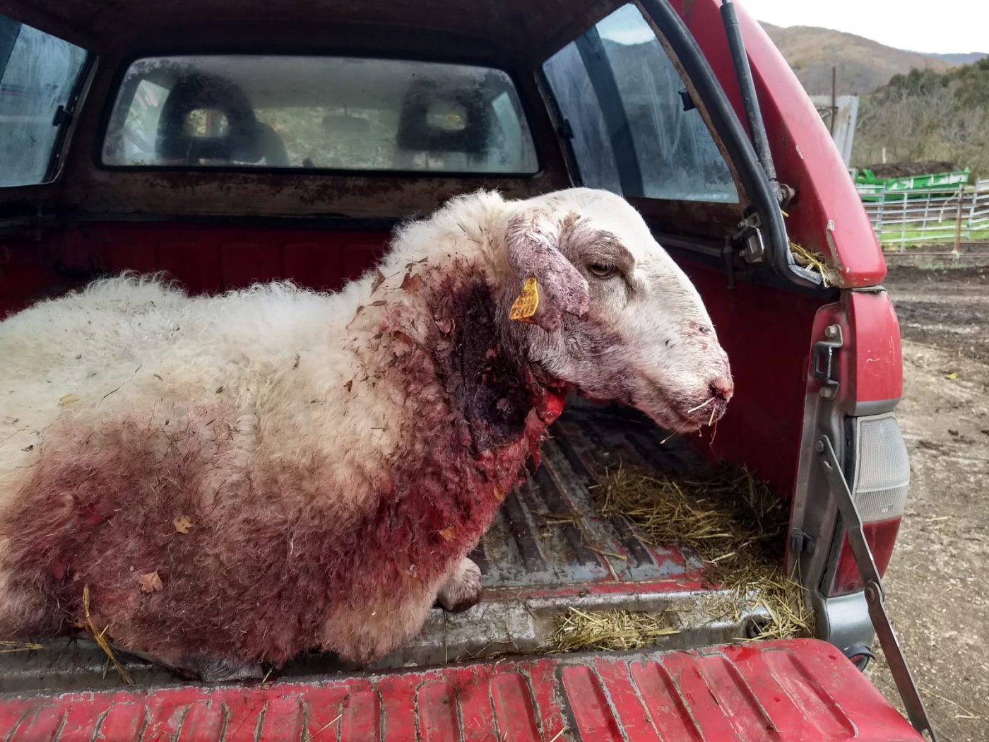 Una de las ovejas heridas en el ataque a un rebaño de Nieva de Cameros, en el término El Somo de la Sierra del Moncalvillo. / SARA DE LA OSA