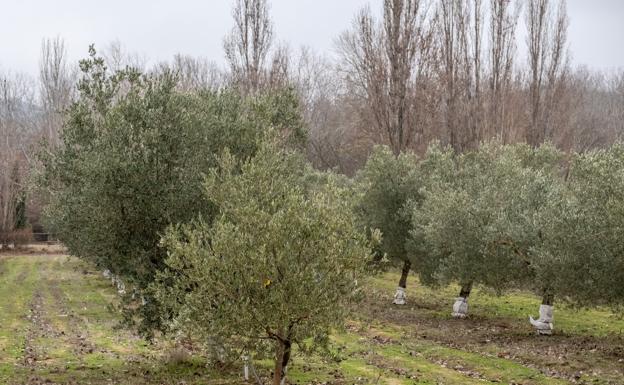 Plantaciones olivareras en la finca que el Gobierno de La Rioja dispone junto al parque de La Grajera. / FERNANDO DÍAZ