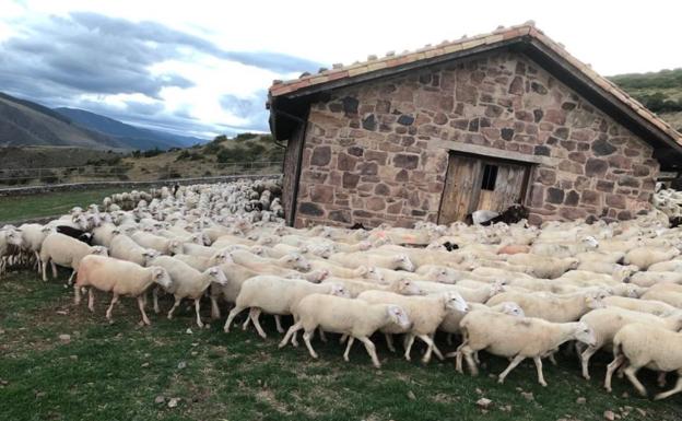 Rebaño de ovejas en Brieva de Cameros. / ESCUELA DE PASTORES
