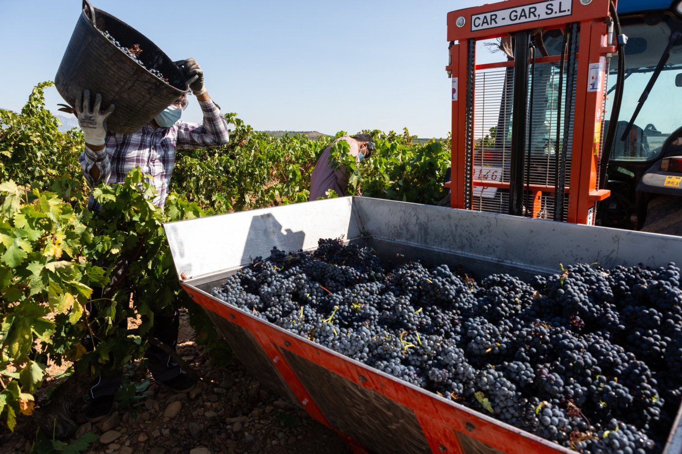Un trabajador descarga uvas en una finca de Uruñuela en el comienzo de la vendimia de 2020. / SONIA TERCERO