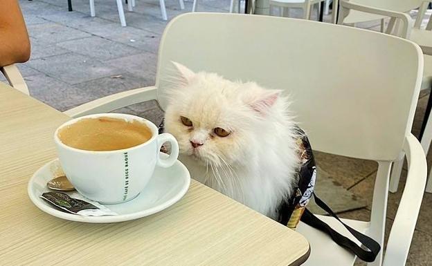 La gata logroñesa Lola durante un paseo con su dueña. /María gonzález