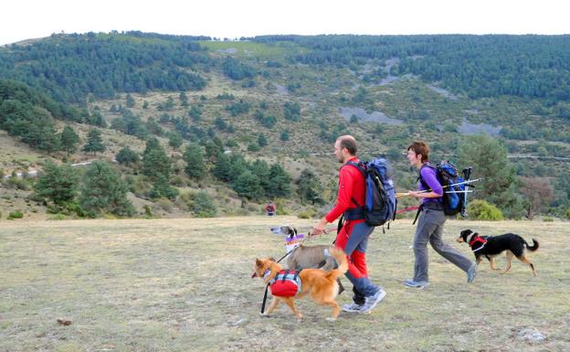 Senderistas con perros en la Marcha a Hoyos de Iregua./Miguel Herreros