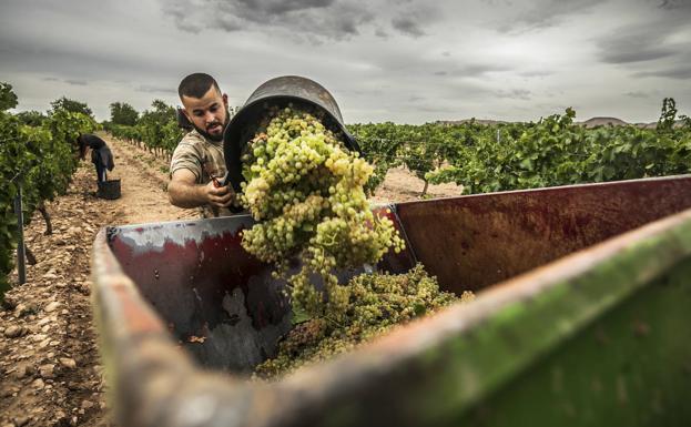 Imagen de la vendimia del año pasado de una finca de variedades blancas. /JUSTO RODRÍGUEZ