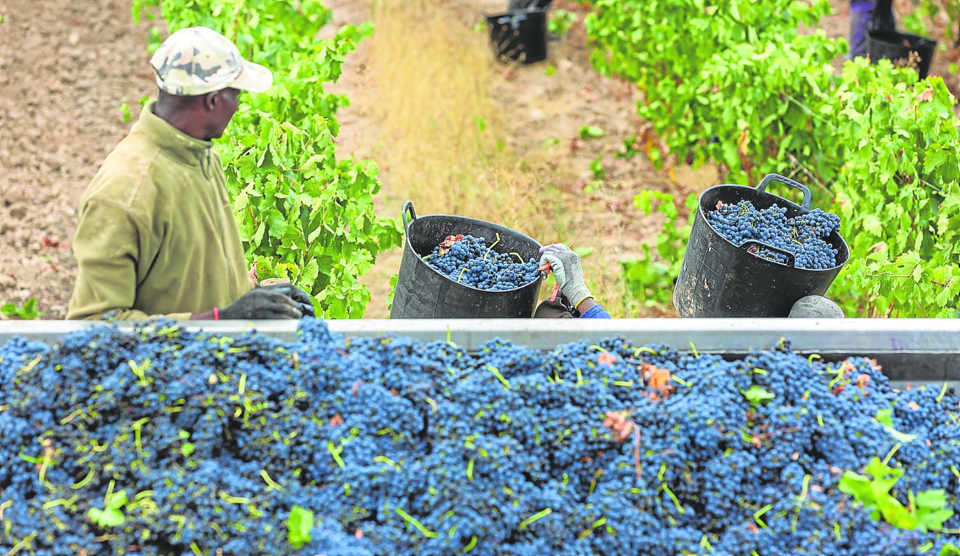Imagen de la pasada vendimia con un remolque lleno de uva . / SONIA TERCERO