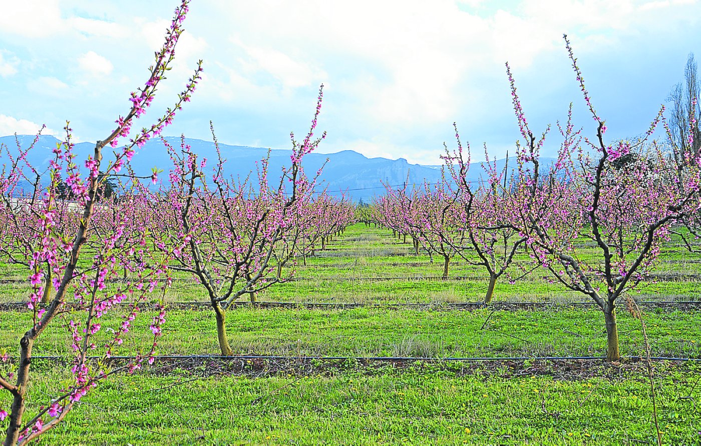 Explotación de frutales en la cuenca del Iregua con instalación de riego por goteo. / L.R.