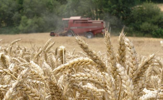 Una cosechadora recoge trigo en un campo en la campaña del cereal. / EFE