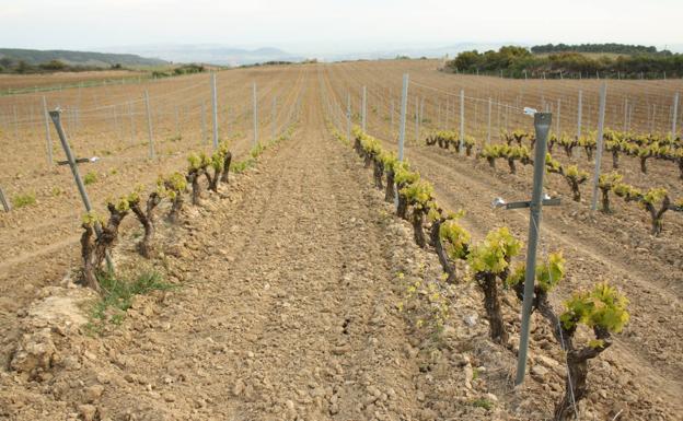 Las ayudas servirán para paliar los gastos derivados de la reconversión del viñedo. /uagr