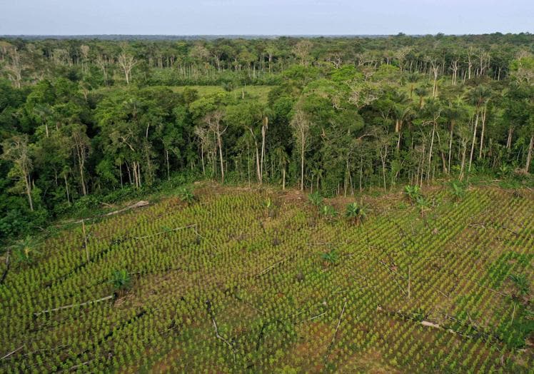 Vista de un campo de coca y restos de árboles cortados en Guaviare, en la Amazonia colombiana.
