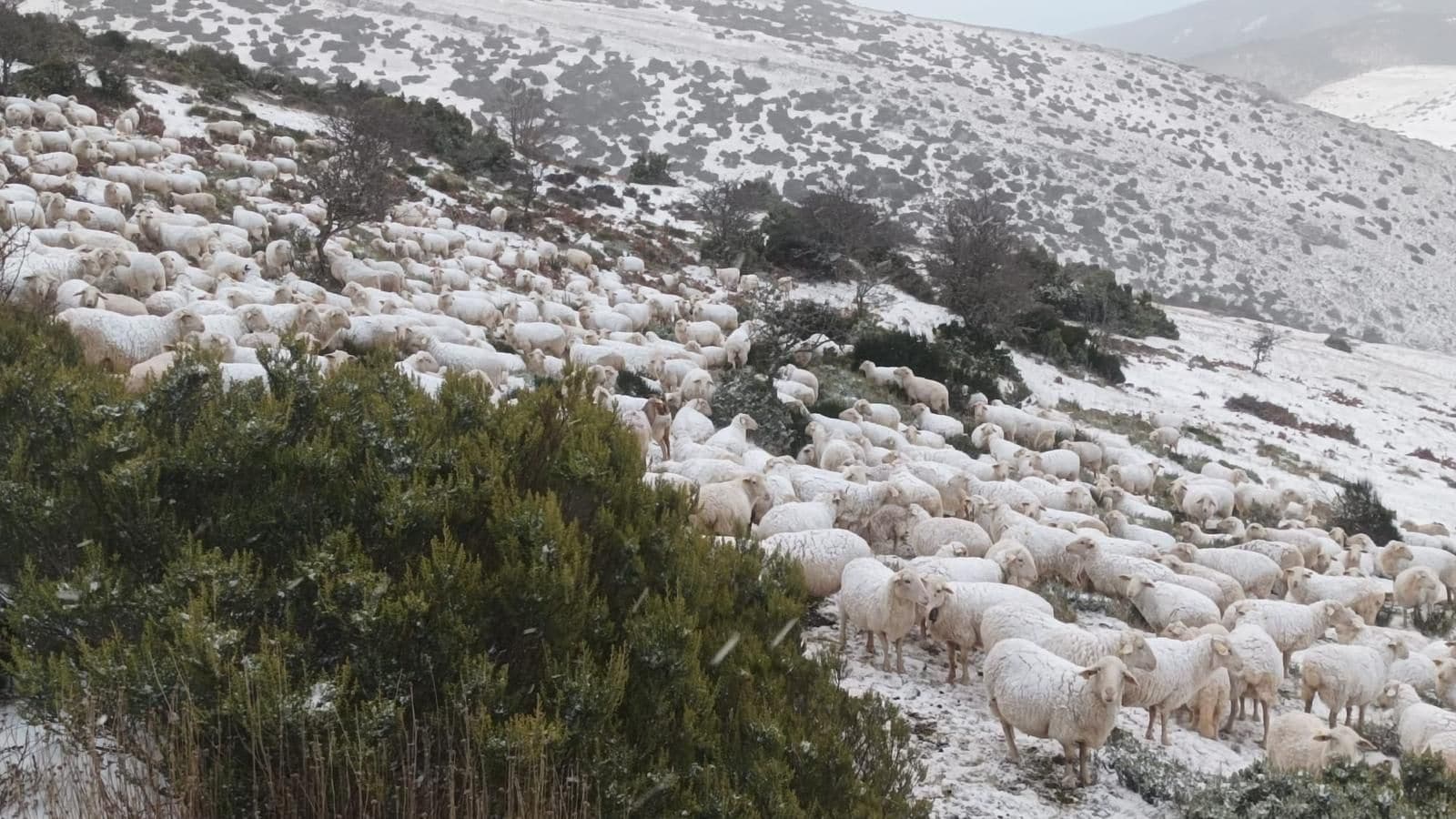La nieve ha aparecido el domingo sobre todo en el Alto Iregua. Pueblos como Nieva, El Rasillo, Villoslada y Lumbreras han amanecido con una fina capa de nieve, más gruesa en Muro en Cameros.