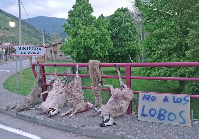 Ovejas atacadas por el lobo exhibidas a la entrada de Viniegra de Abajo a modo de protesta en 2022.