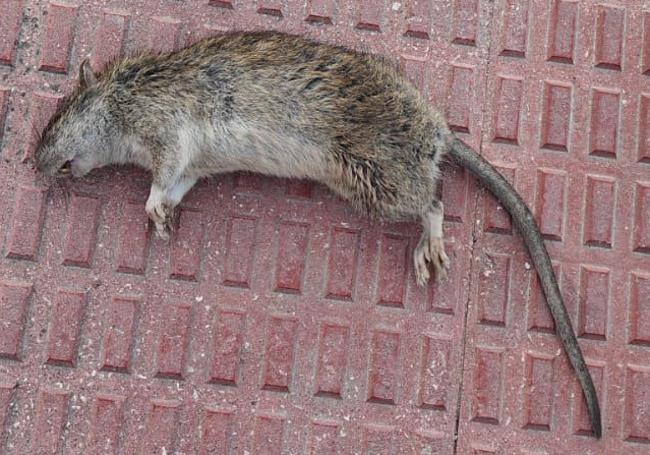 Una rata muerta en la calle Río Alhama de Villamediana.