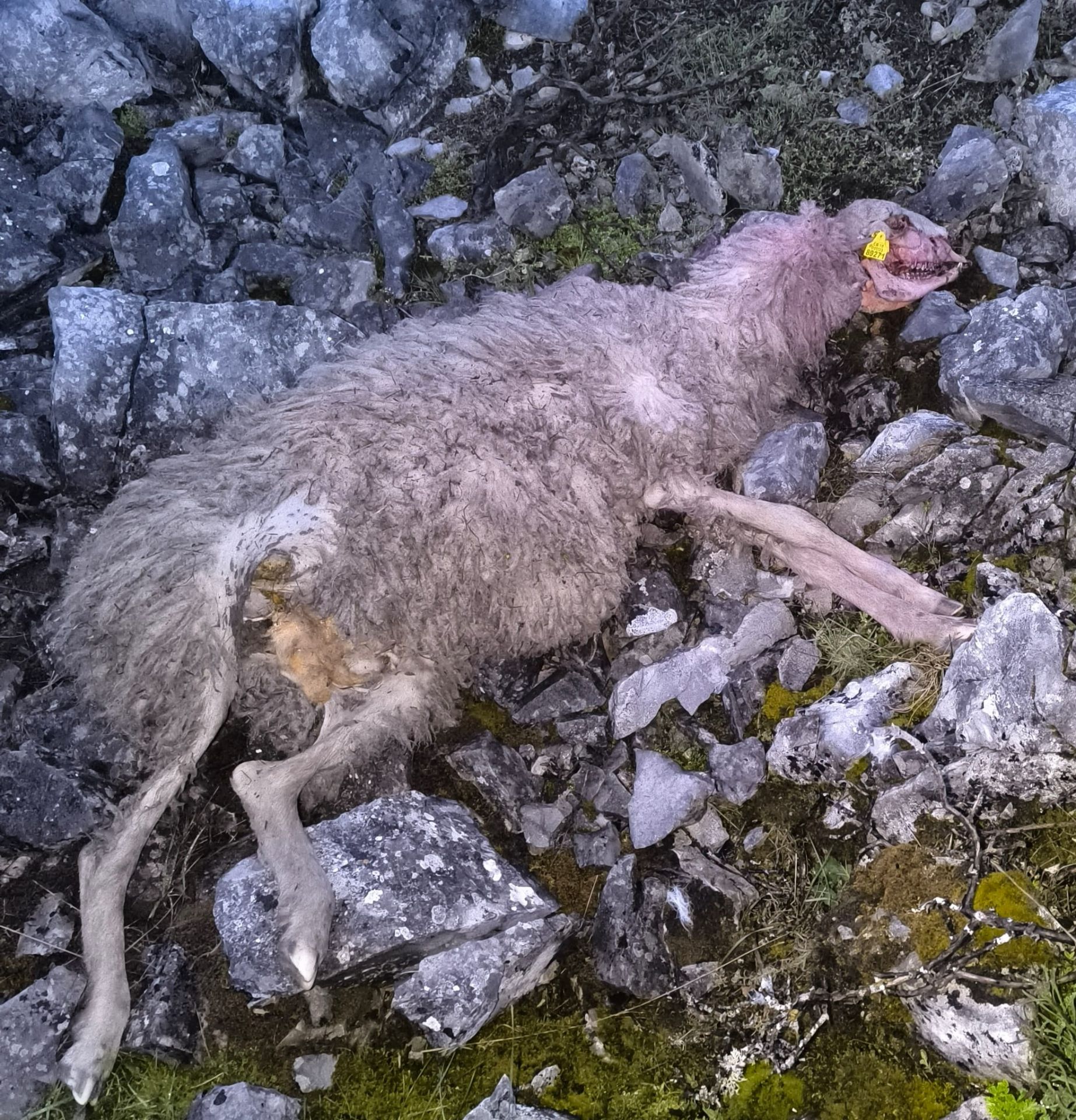 Oveja atacada en los montes de Viguera.