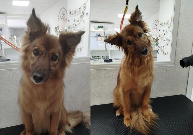 Un perro en La Perrukería de Laura de Logroño.