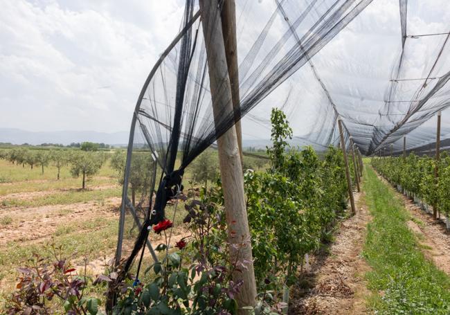 Un peral cubierto al lado de una plantación desprotegida.