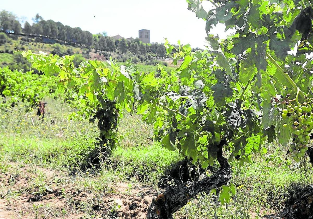 El mildiu y el pedrisco apuntan ya hacia una cosecha incluso más corta que la de 2024