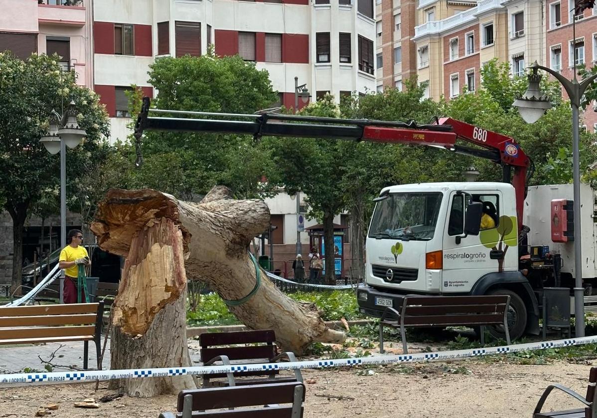 Los operarios del Ayuntamiento de Logroño retiran el árbol arrancado por el viento en el parque Gallarza.