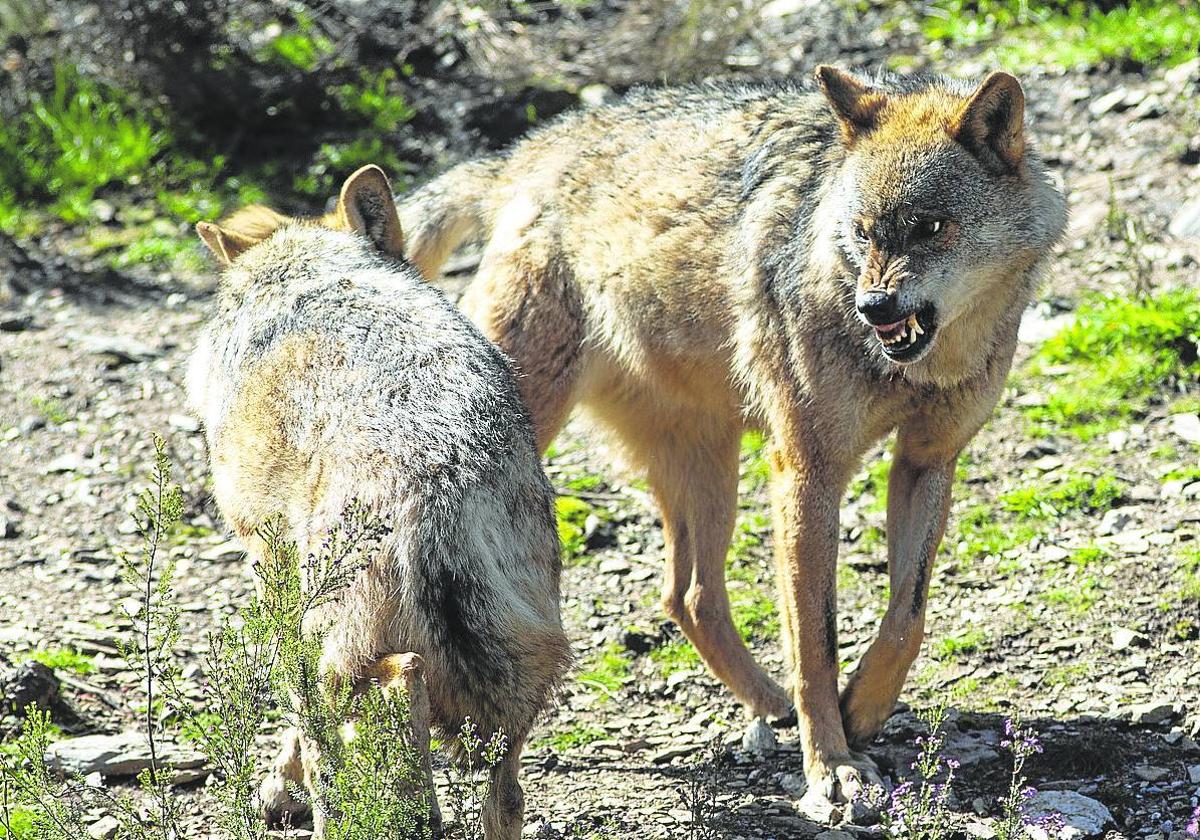 Dos ejemplares de lobo ibérico.