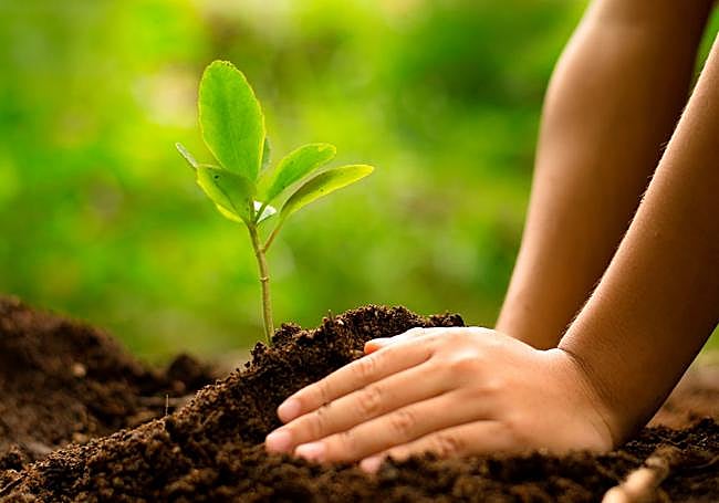 Compost utilizado como fertilizante.