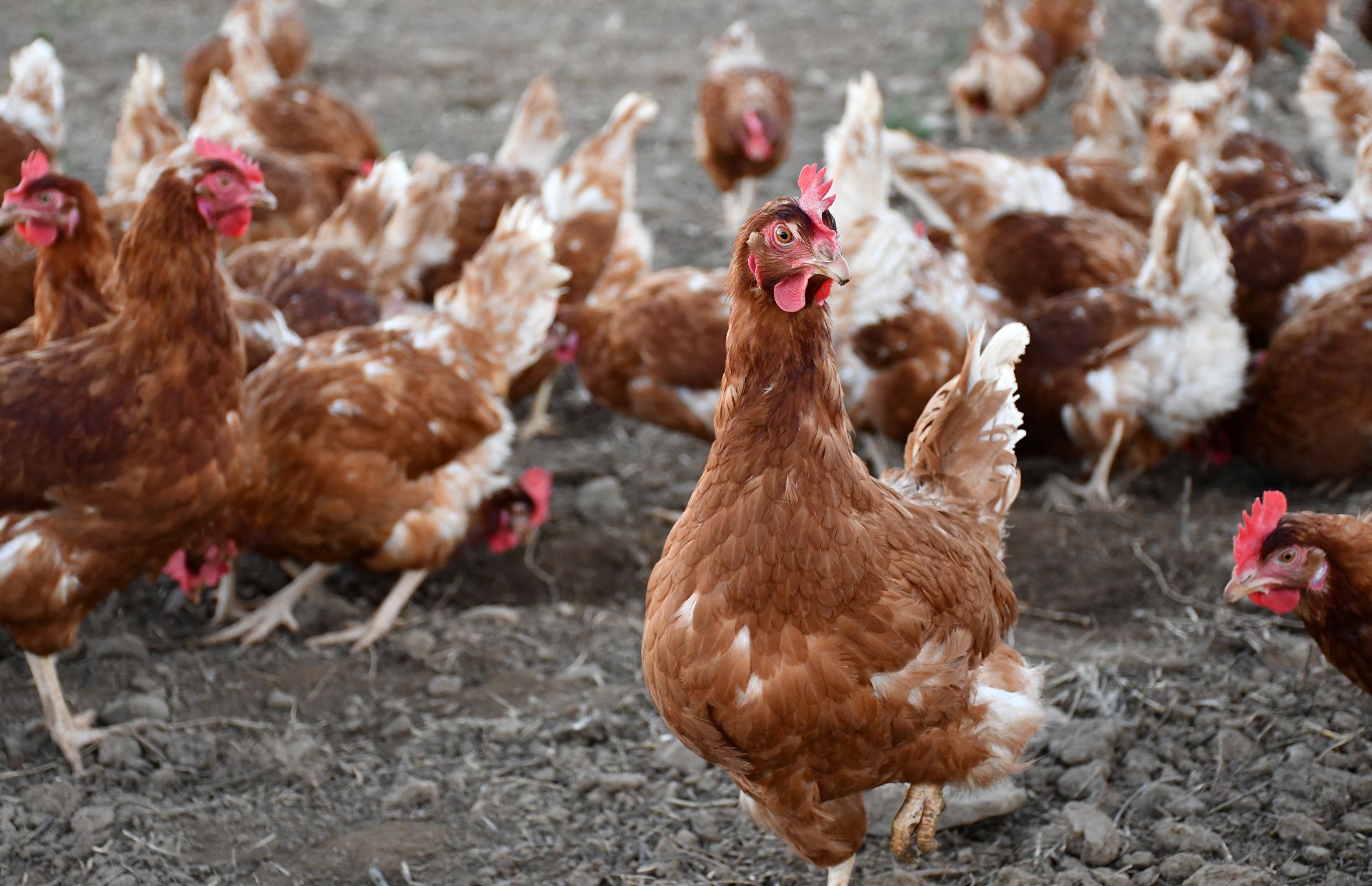 Unas gallinas en una explotación riojana.