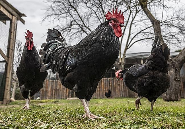 Gallinas cameranas en una finca particular de La Rioja.