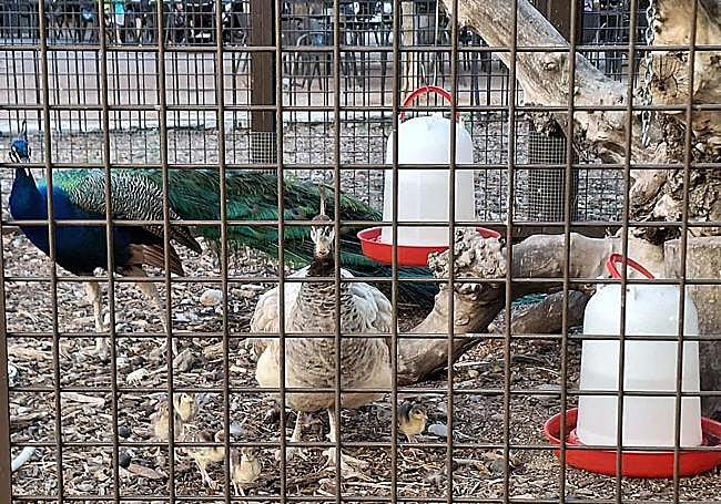 Los pavos reales enjaulados en el parque del Carmen de Logroño.