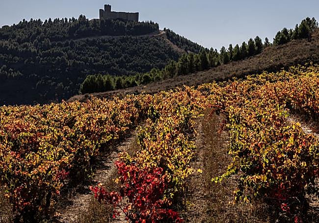 Viñedos en los alrededores del castillo de Davalillo de San Asensio.